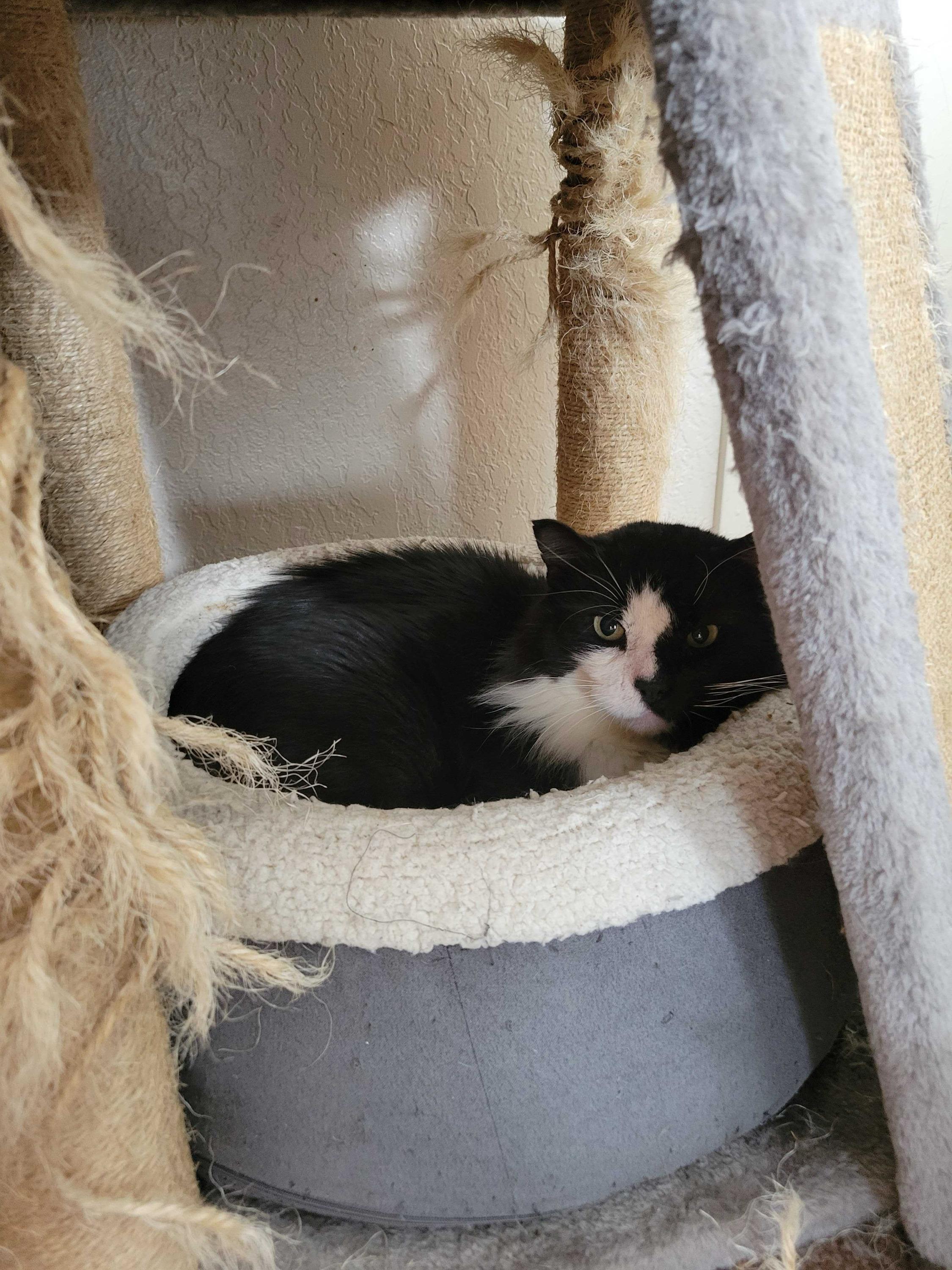 Enlarge Gilgamesh, an adoptable Domestic Medium Hair in Seattle, WA image 5/6