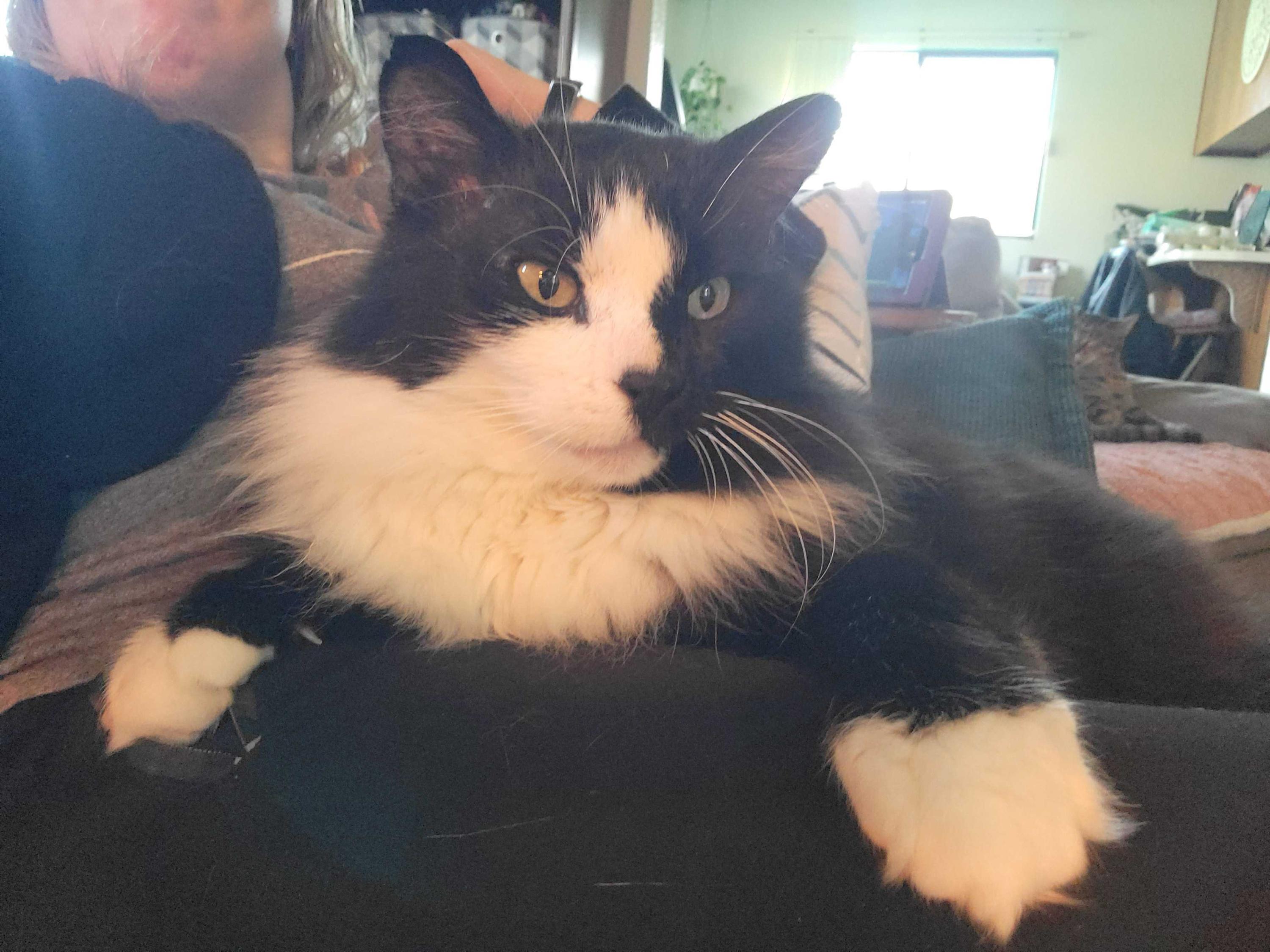 Enlarge Gilgamesh, an adoptable Domestic Medium Hair in Seattle, WA image 3/6