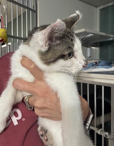 Enlarge Granola, a ADOPTABLE Domestic Short Hair in Hutchinson, MN image 2/3