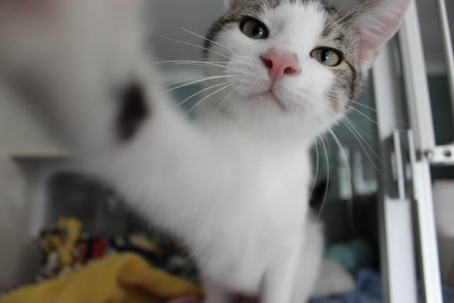 Granola, ADOPTABLE, Young Male Domestic Short Hair.