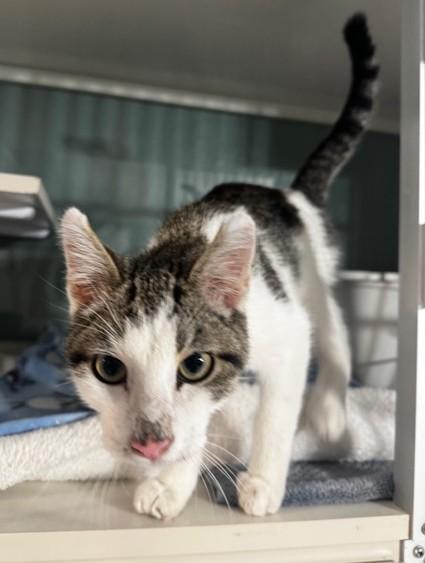 Enlarge Granola, a ADOPTABLE Domestic Short Hair in Hutchinson, MN image 3/3