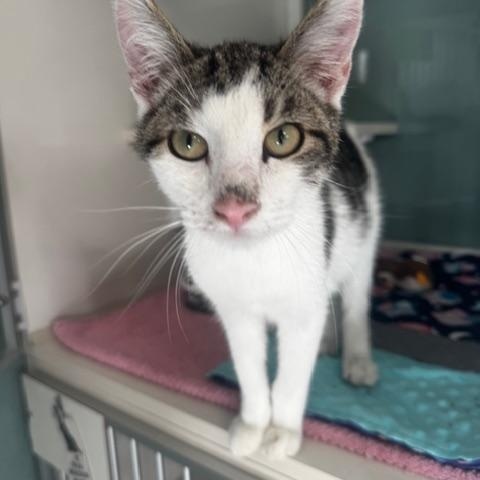 Enlarge Granola, a ADOPTABLE Domestic Short Hair in Hutchinson, MN image 1/3