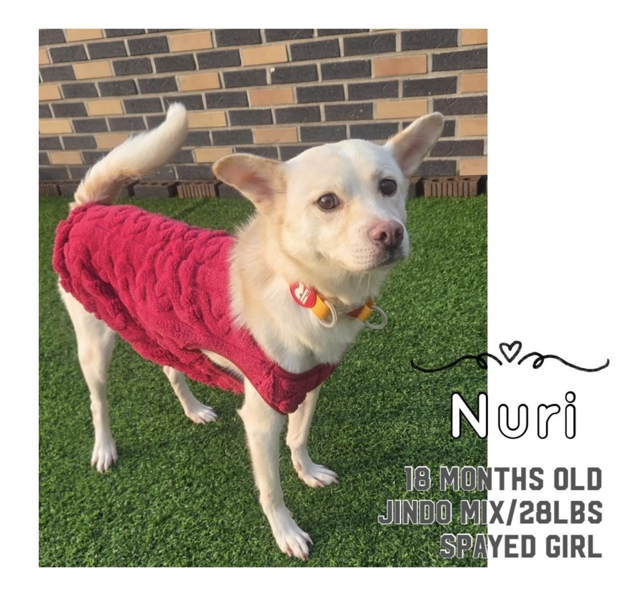 Nuri, ADOPTABLE, Young Female Jindo.