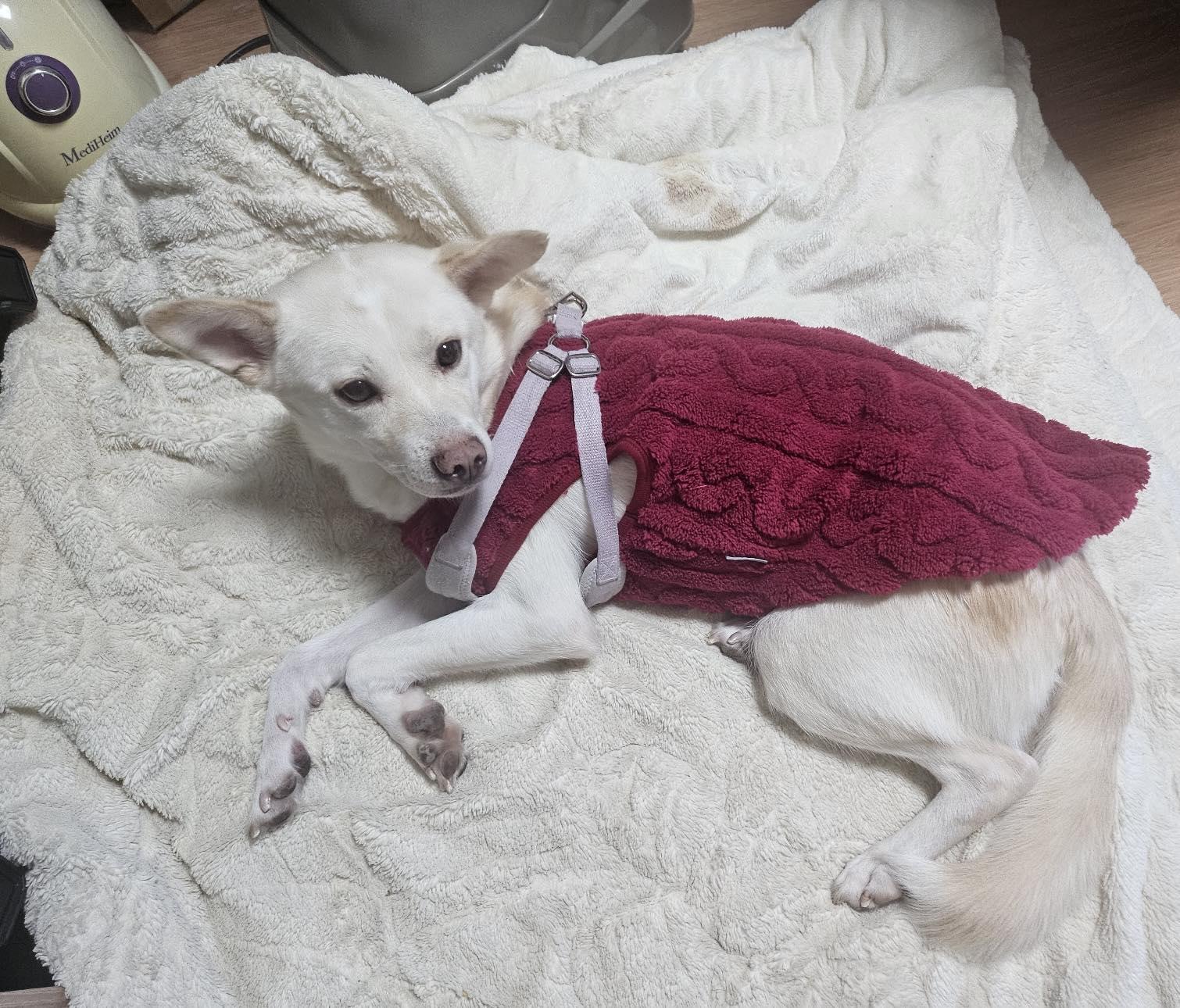 Enlarge Nuri, a ADOPTABLE mixed breed in Philadelphia, PA image 6/6