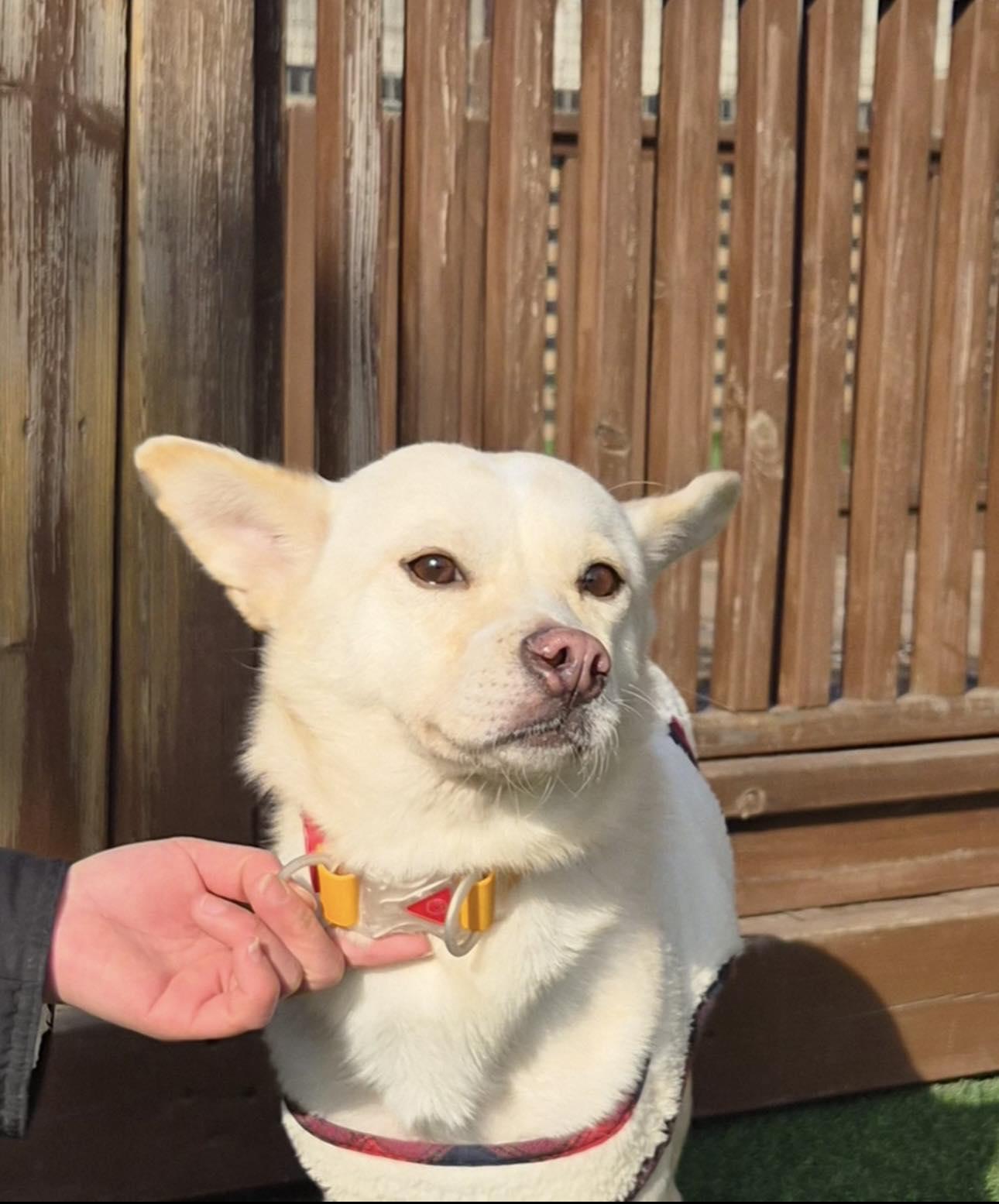 Nuri, ADOPTABLE, Young Female Jindo.