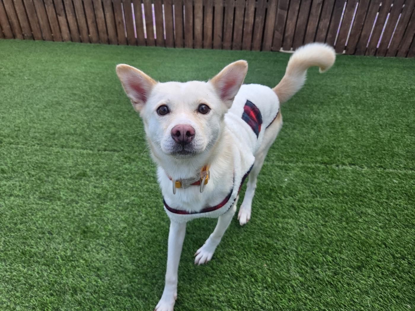 Enlarge Nuri, a ADOPTABLE mixed breed in Philadelphia, PA image 5/6