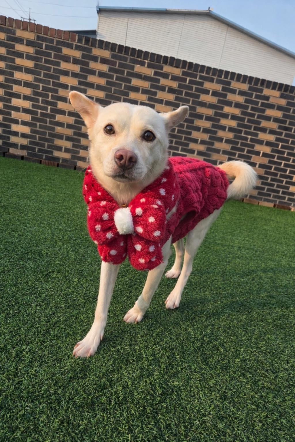 Enlarge Nuri, a ADOPTABLE mixed breed in Philadelphia, PA image 3/6