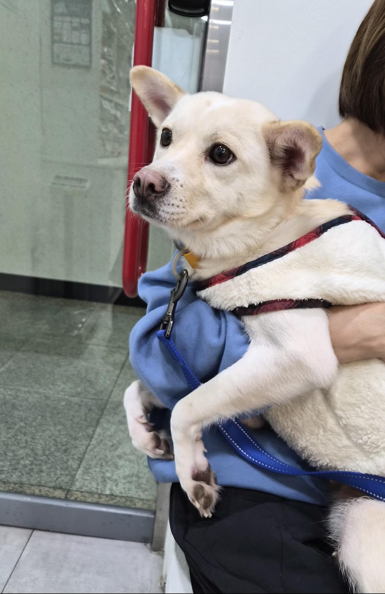 Enlarge Nuri, a ADOPTABLE mixed breed in Philadelphia, PA image 4/6