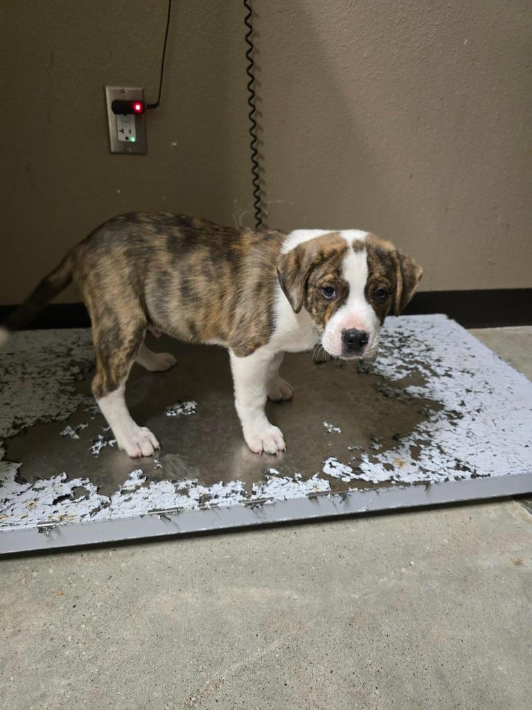 Parker, Adoptable, Puppy Male Labrador Retriever.