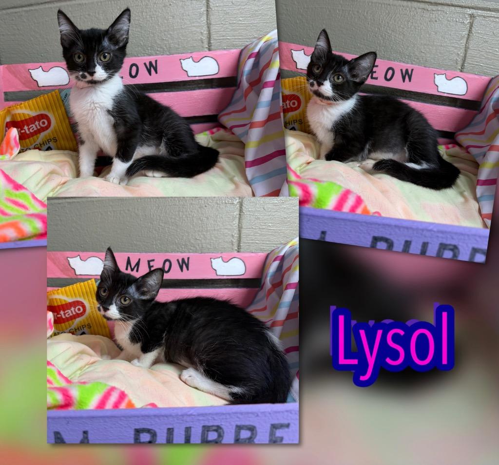 Enlarge Lysol, a Adoptable mixed breed in Blountville, TN image 1/1