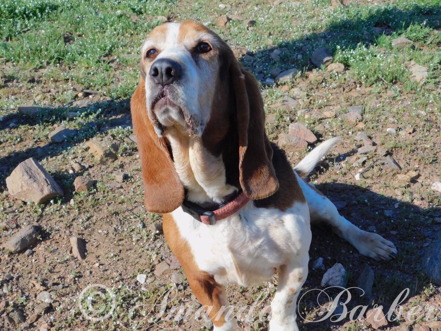 Mojo photo 3