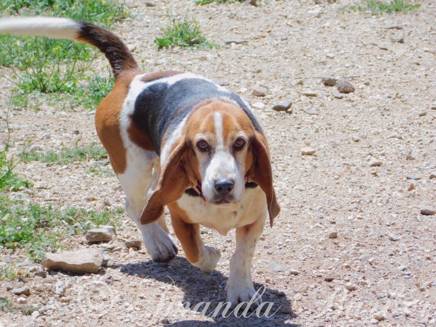 Mojo
