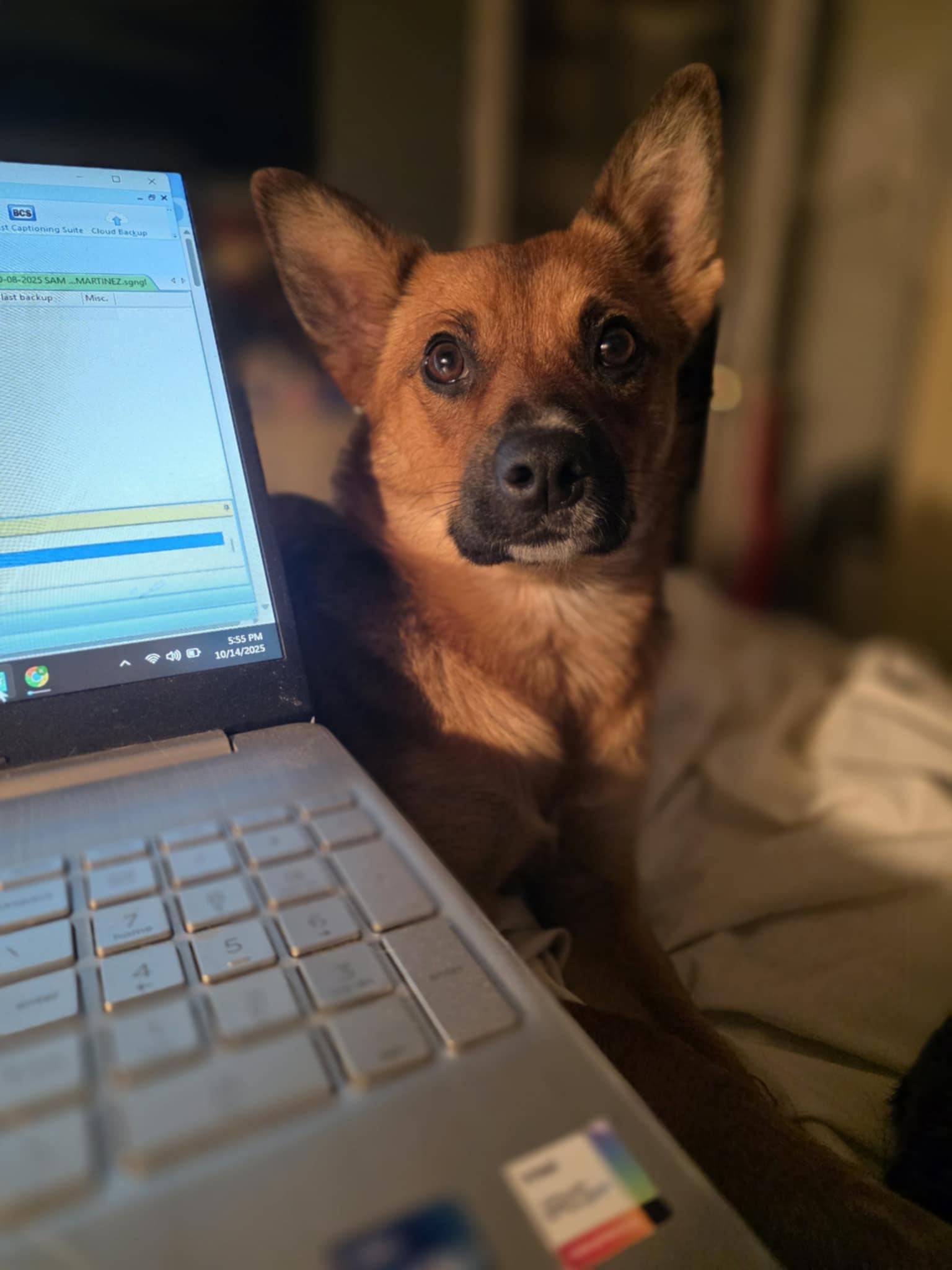 Buddy, Adoptable, Young Male Pomeranian & Australian Cattle Dog / Blue Heeler.