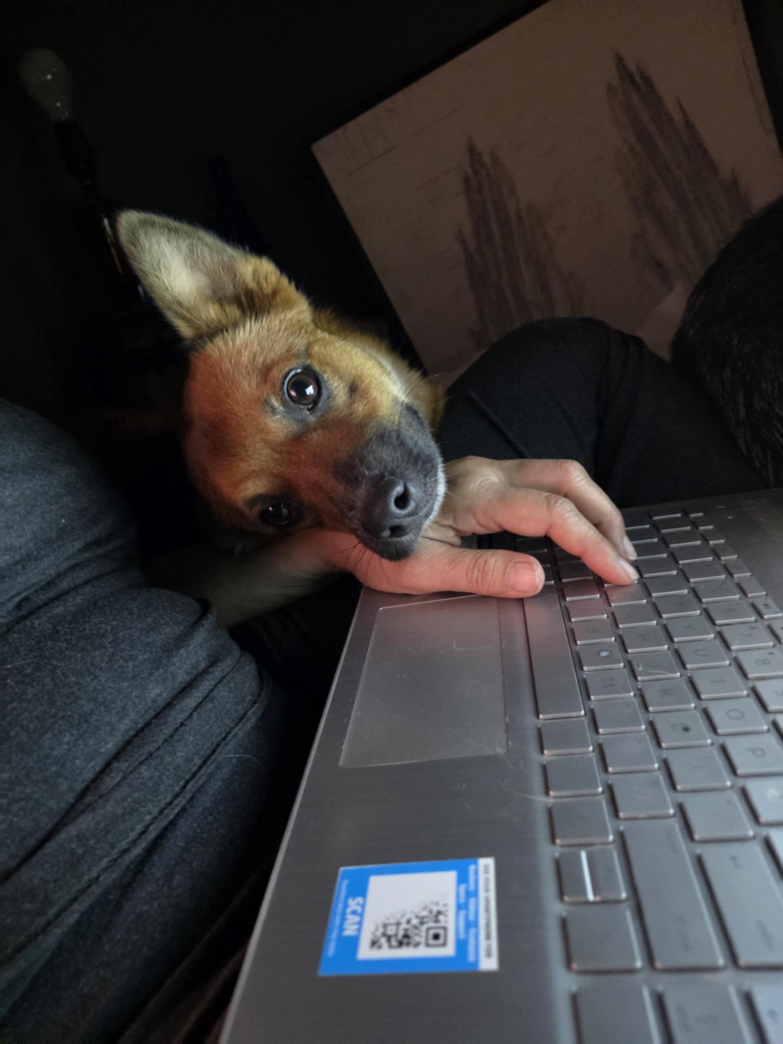 Enlarge Buddy, a Adoptable mixed breed in Wurtsboro, NY image 2/6