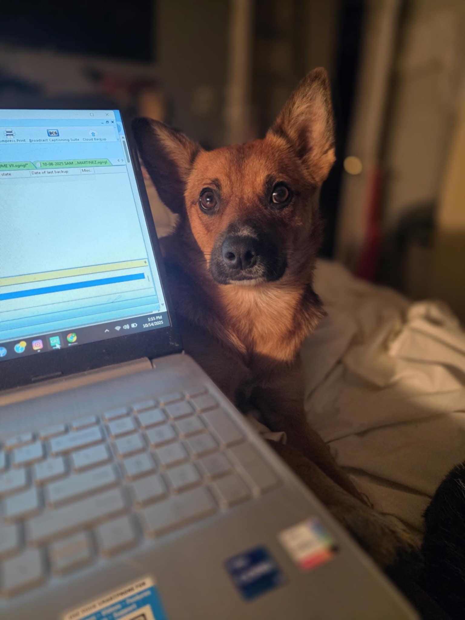 Enlarge Buddy, a Adoptable mixed breed in Wurtsboro, NY image 4/6