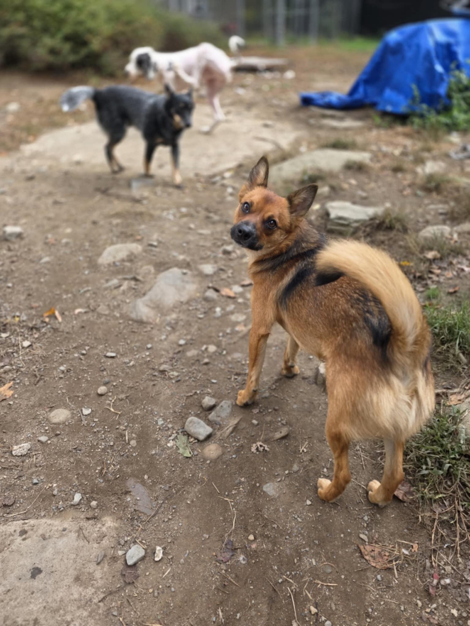 Enlarge Buddy, a Adoptable mixed breed in Wurtsboro, NY image 5/6