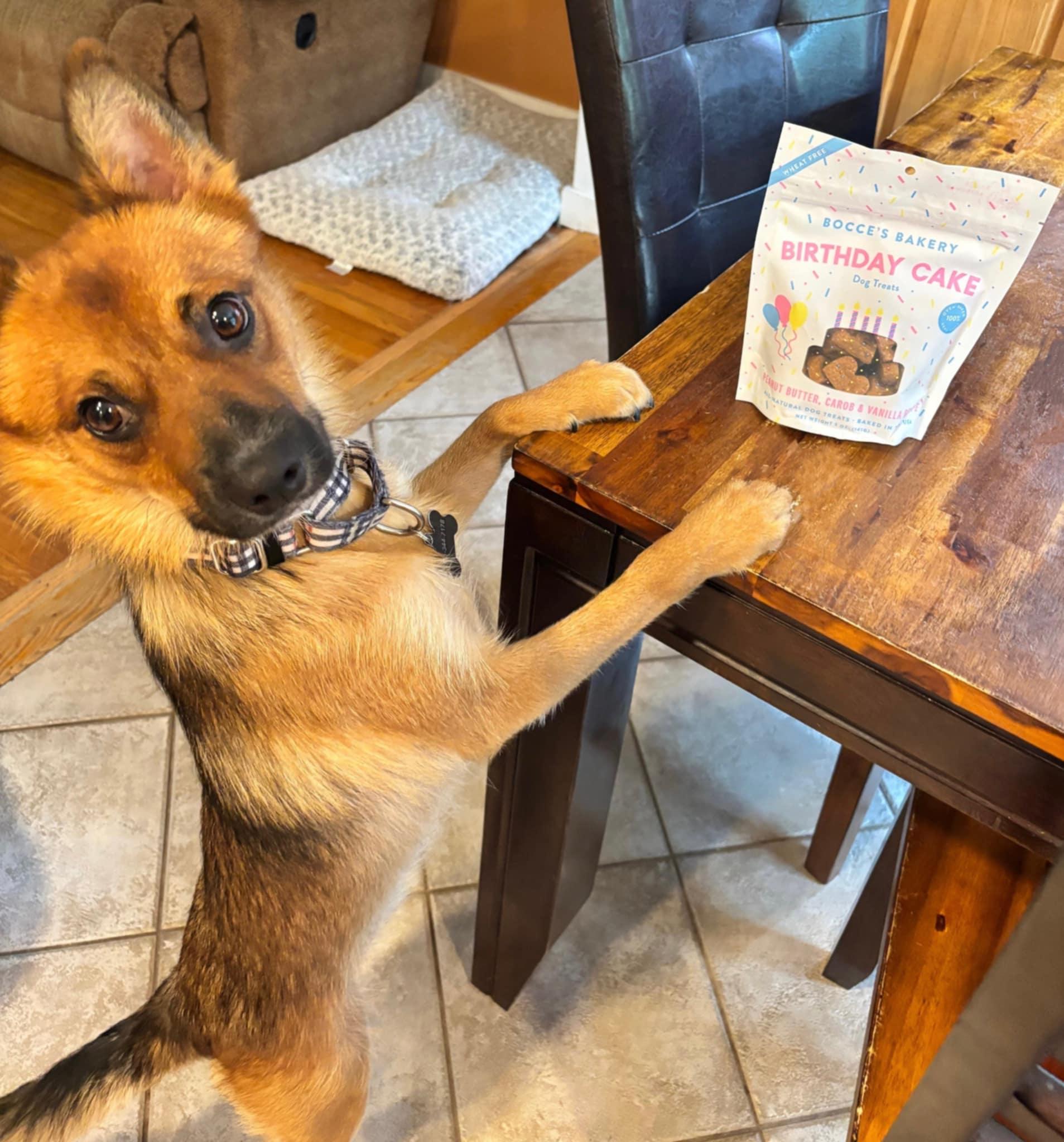 Enlarge Buddy, a Adoptable mixed breed in Wurtsboro, NY image 6/6