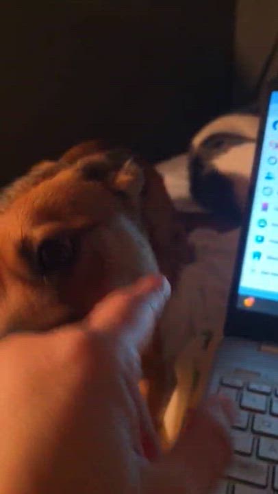 Enlarge Buddy, a Adoptable mixed breed in Wurtsboro, NY video 3/6