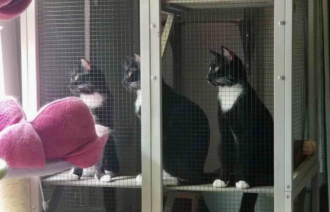 Meg White (with foster), a Adoptable Domestic Short Hair in Kalamazoo, MI image 2/4