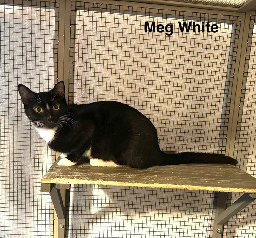 Meg White (with foster), a Adoptable Domestic Short Hair in Kalamazoo, MI image 3/4
