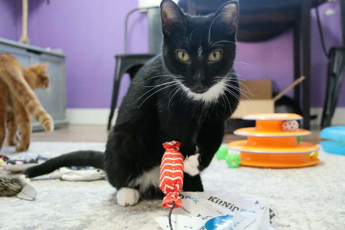 Meg White (with foster), a Adoptable Domestic Short Hair in Kalamazoo, MI image 4/4