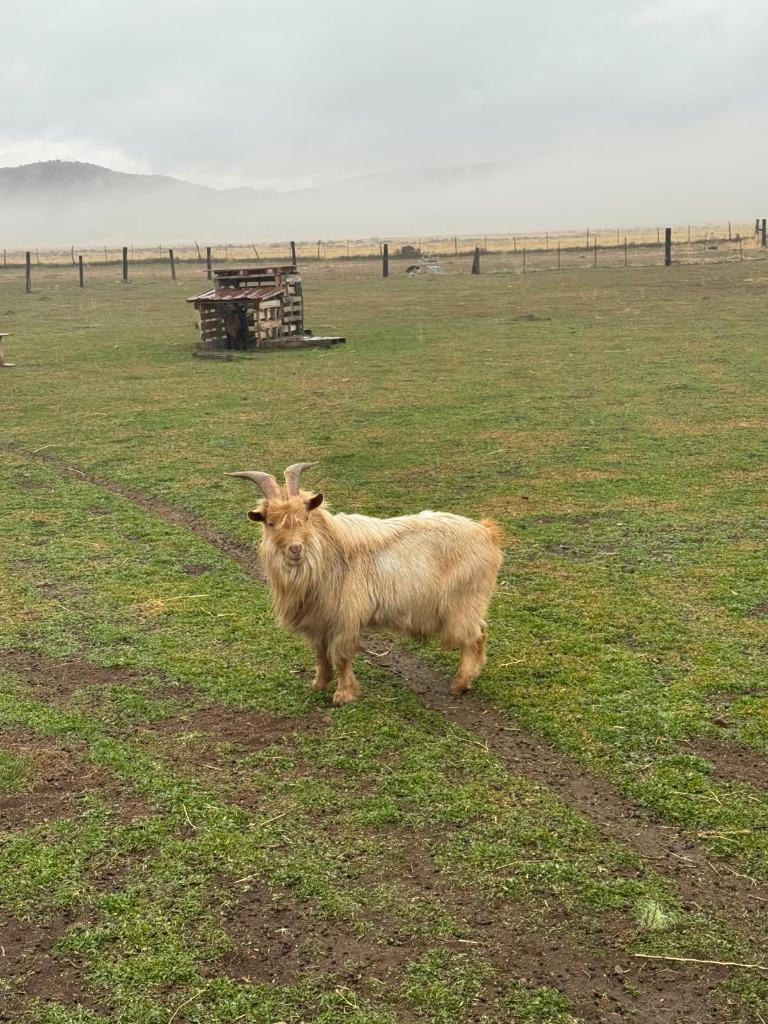 Enlarge Donald, a Adopted Goat in Eagle Mountain, UT image 1/2
