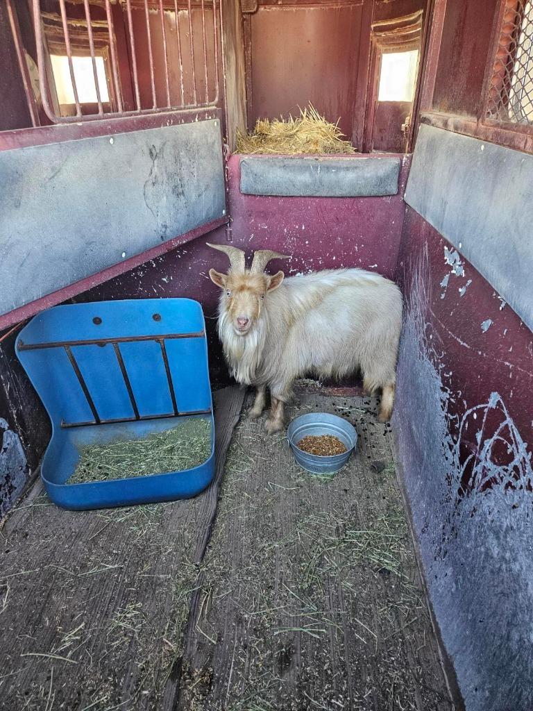 Enlarge Donald, a Adopted Goat in Eagle Mountain, UT image 2/2