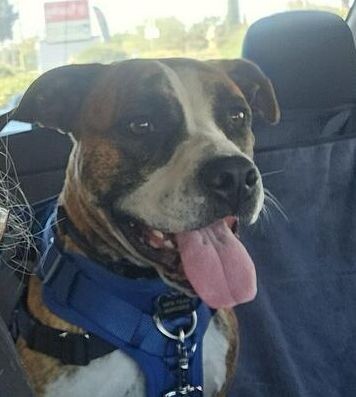 Goose — thumbnail 2