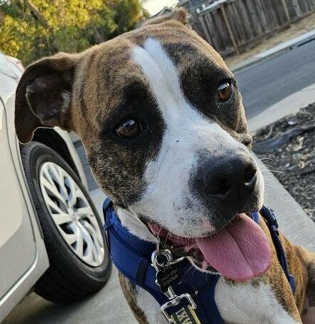 Goose — thumbnail 3