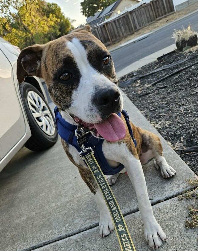 Goose — thumbnail 5