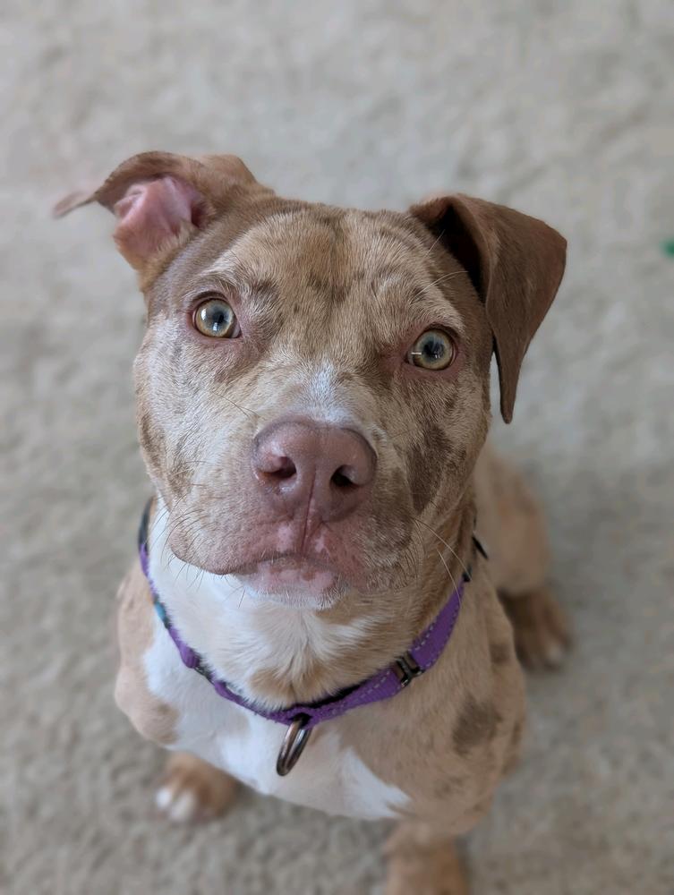 Pinto, a Adoptable mixed breed in Grand Rapids, MI image 1/4