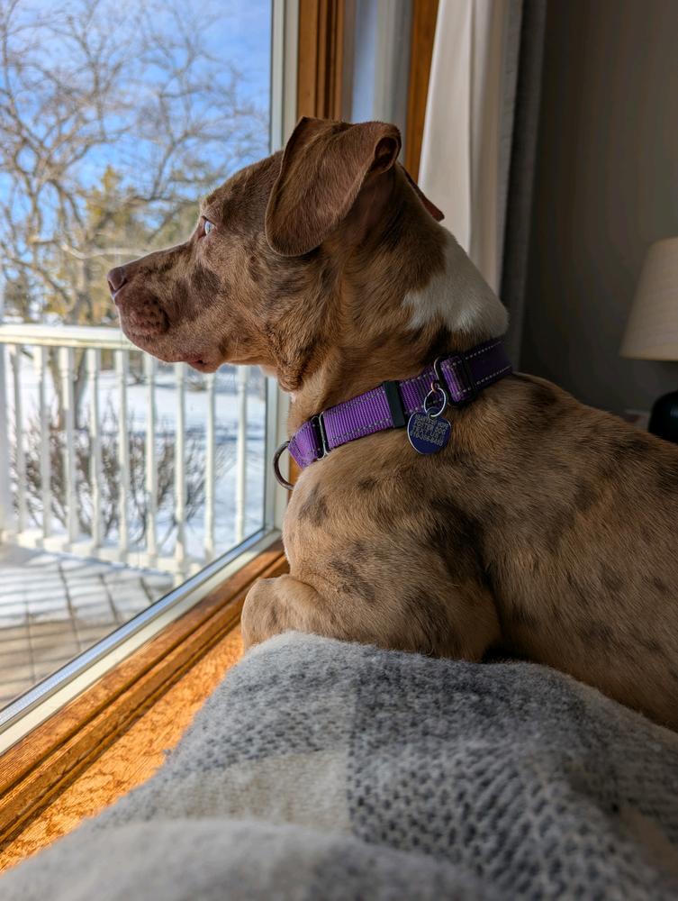 Pinto, a Adoptable mixed breed in Grand Rapids, MI image 3/4