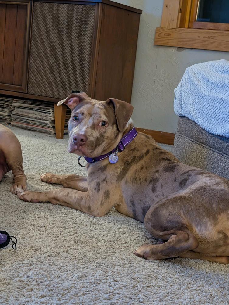 Pinto, a Adoptable mixed breed in Grand Rapids, MI image 4/4