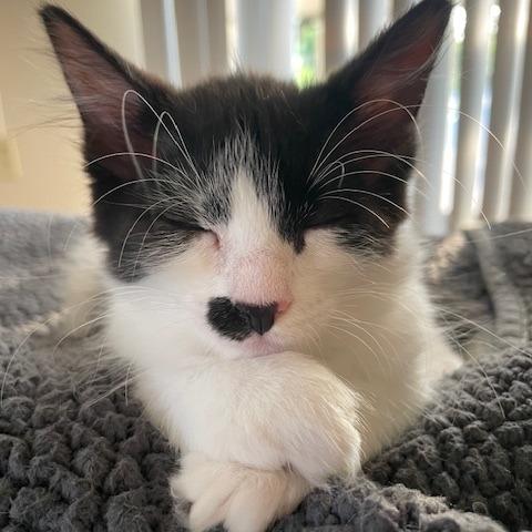 Miss Millie, Adoptable, Adult Female Domestic Long Hair.