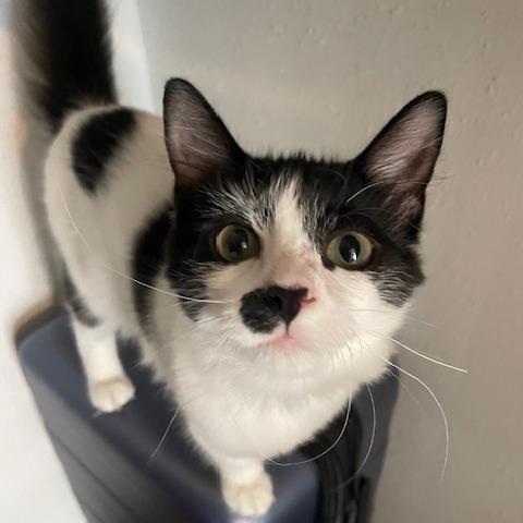 Enlarge Miss Millie, a Adoptable Domestic Long Hair in Baytown, TX image 2/4