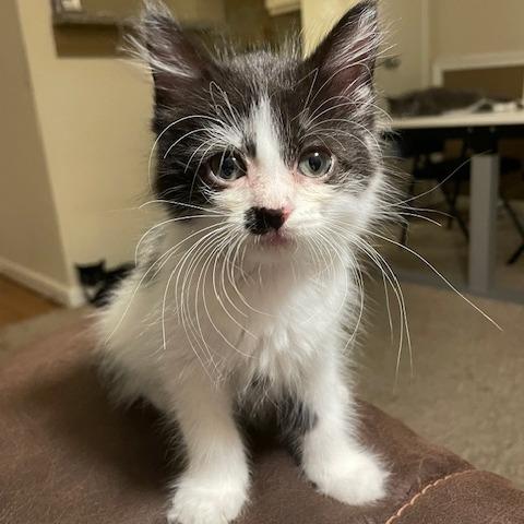 Enlarge Miss Millie, a Adoptable Domestic Long Hair in Baytown, TX image 3/4