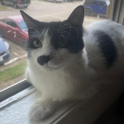 Enlarge Miss Millie, a Adoptable Domestic Long Hair in Baytown, TX image 4/4