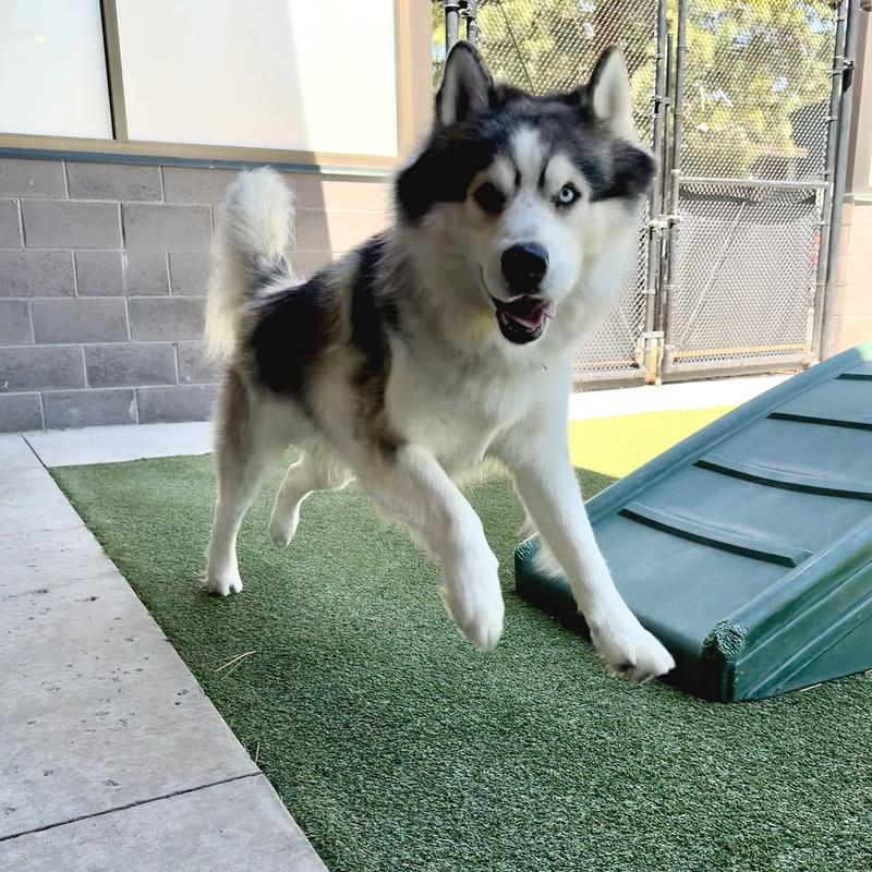 Enlarge Raphael, a ADOPTABLE Mixed Breed in Truckee, CA image 3/3