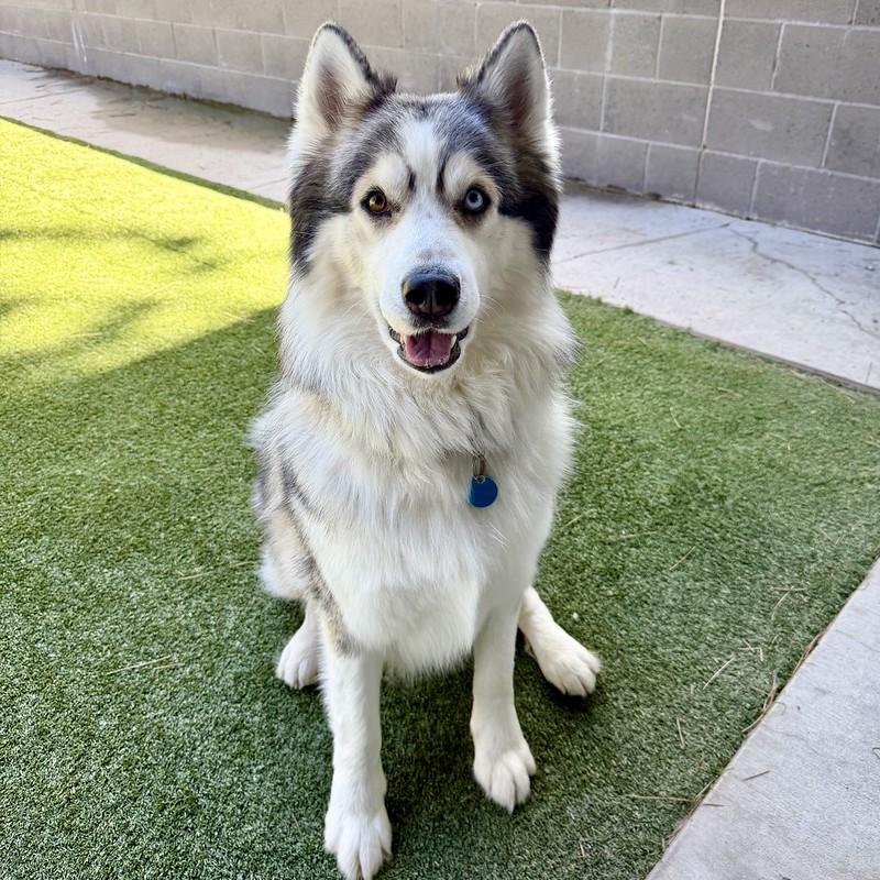 Enlarge Raphael, a ADOPTABLE Mixed Breed in Truckee, CA image 1/3