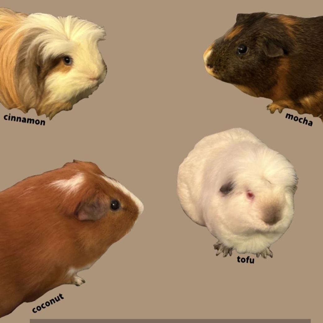 Enlarge Coconut & Mocha, an adopted Guinea Pig in Kent, WA image 3/3