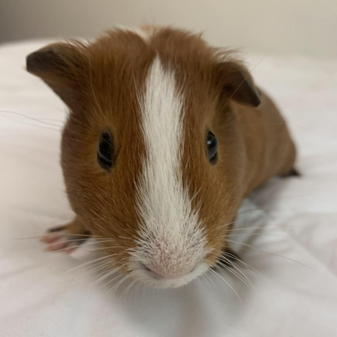 Enlarge Coconut & Mocha, an adopted Guinea Pig in Kent, WA image 1/3