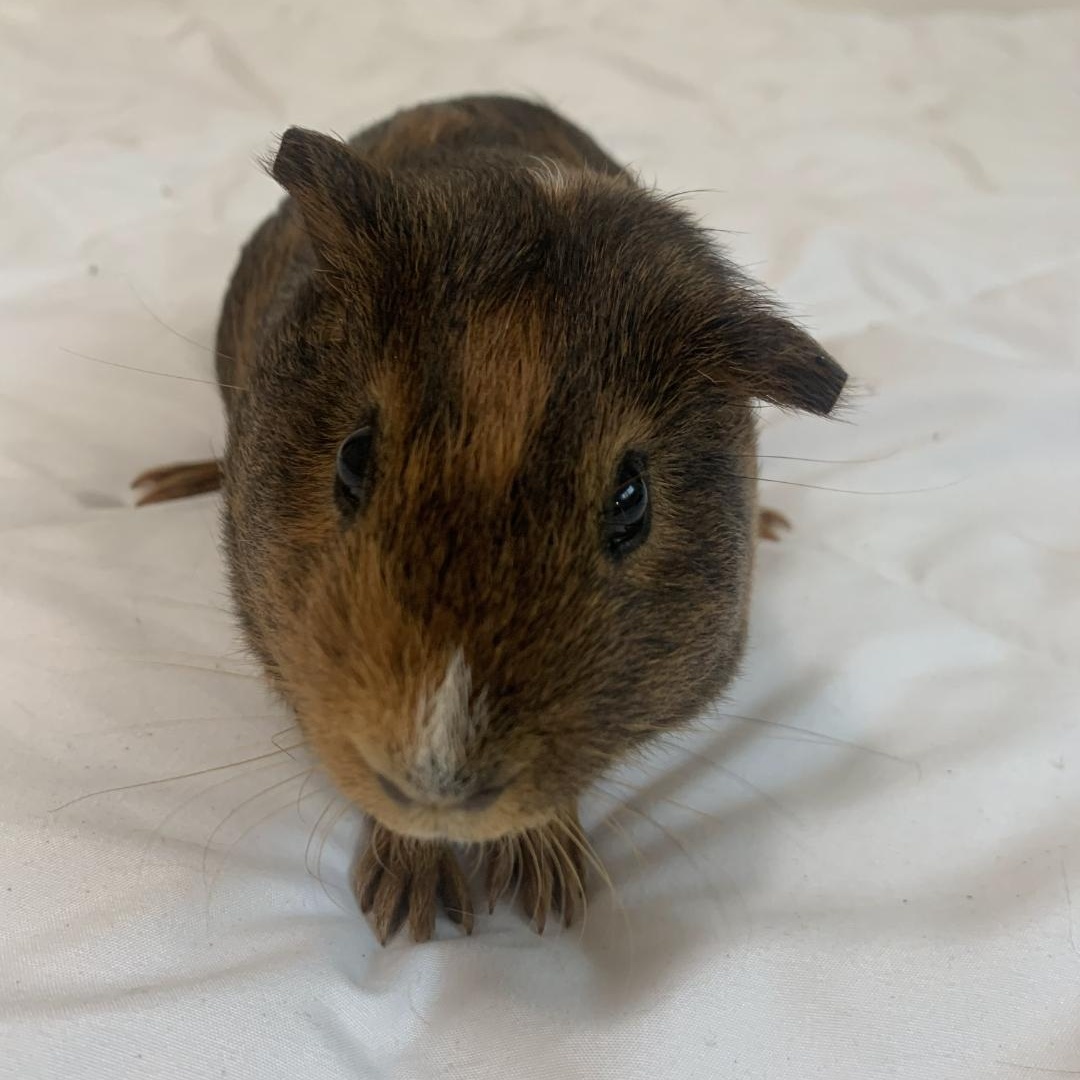 Enlarge Coconut & Mocha, an adopted Guinea Pig in Kent, WA image 2/3