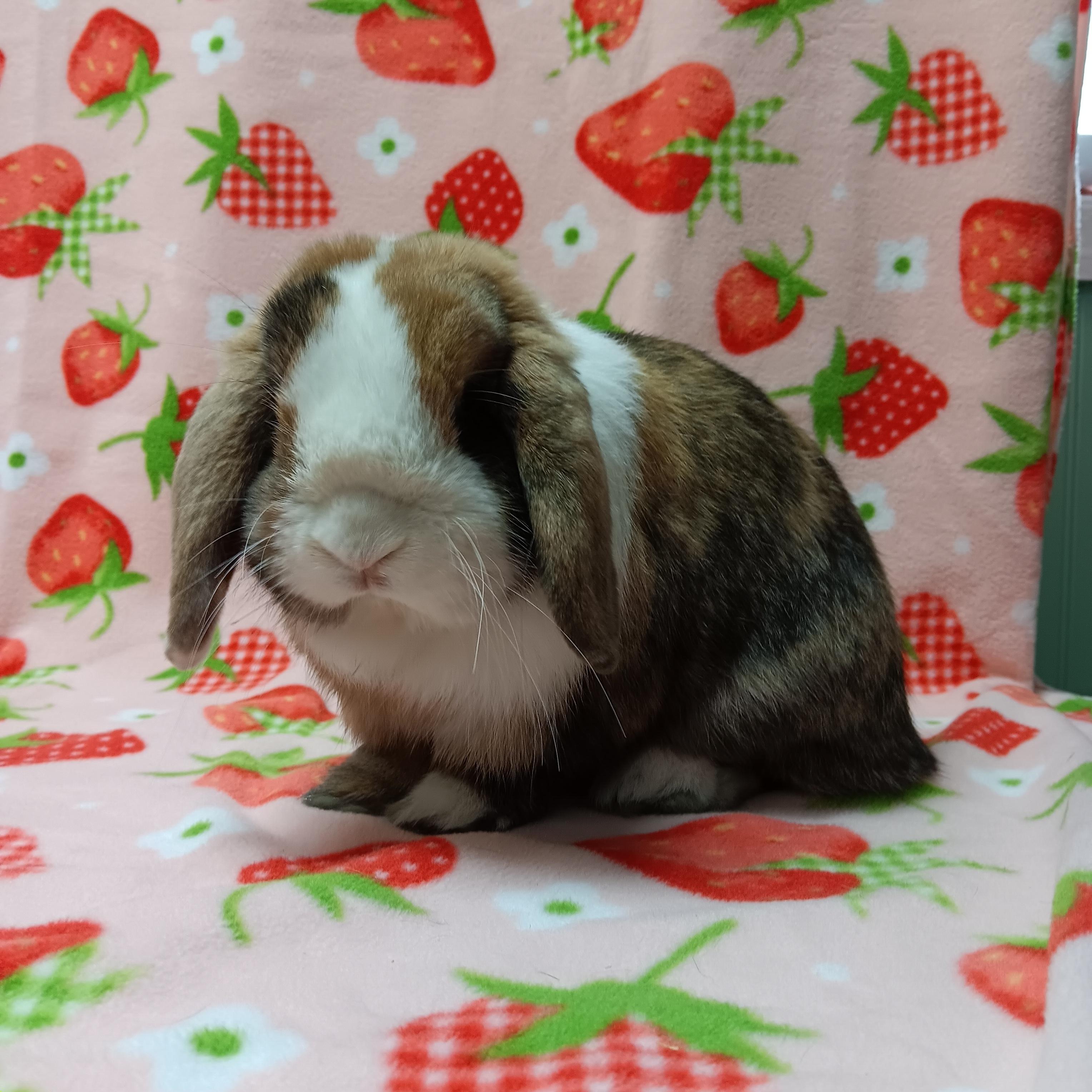 Cookie, adopted, Adult Male Lop Eared.
