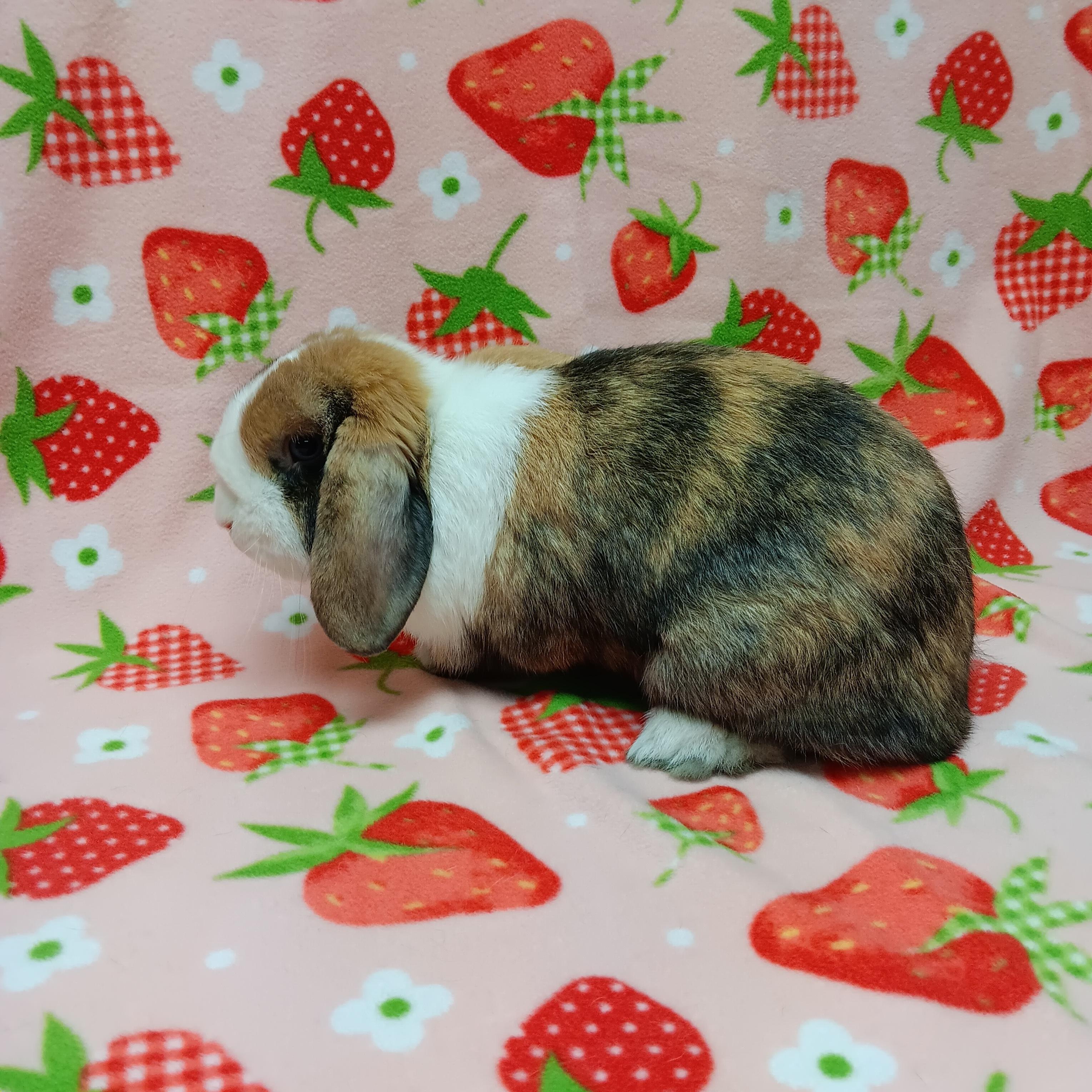Enlarge Cookie, an adopted Lop Eared in Harrisburg, PA image 3/3