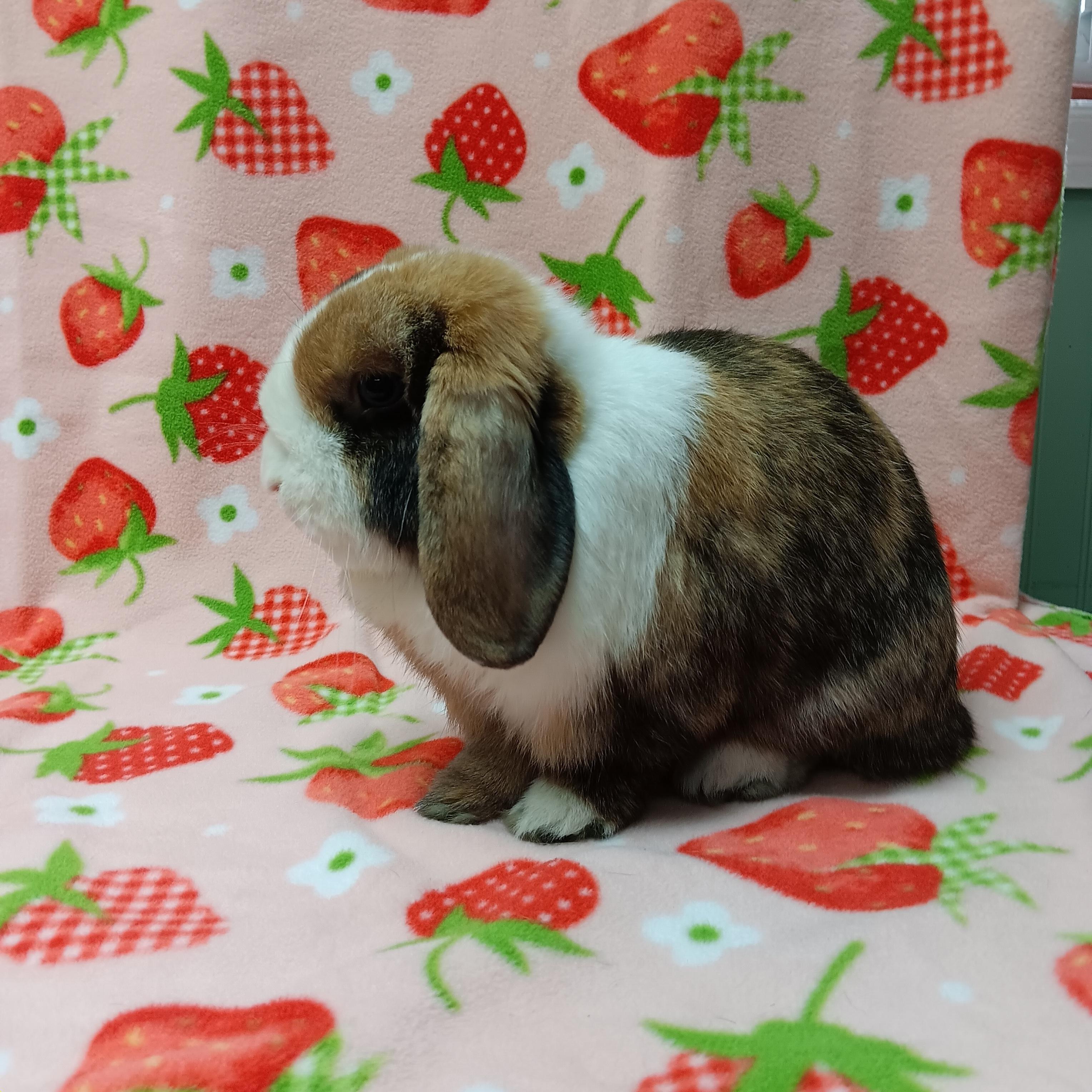 Enlarge Cookie, an adopted Lop Eared in Harrisburg, PA image 2/3
