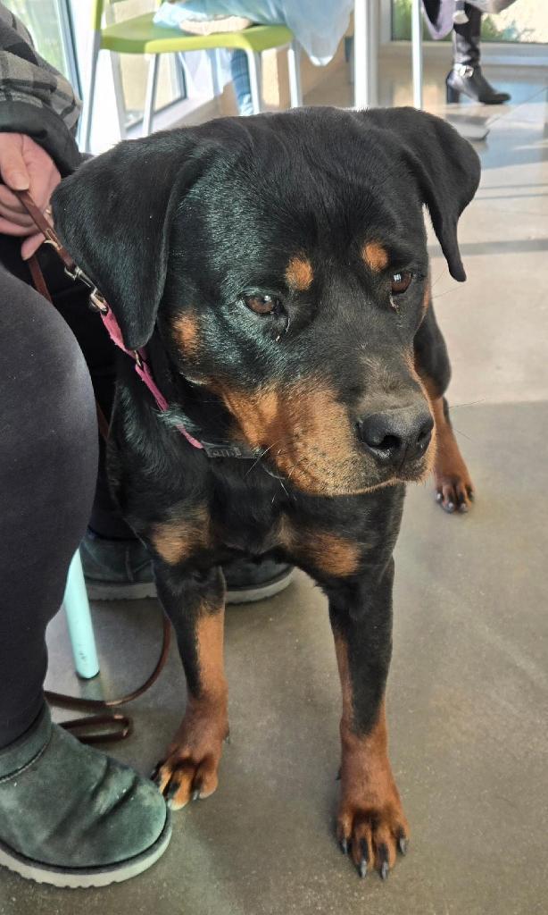 Enlarge Penny, a Adoptable Rottweiler in San Antonio, TX image 2/3