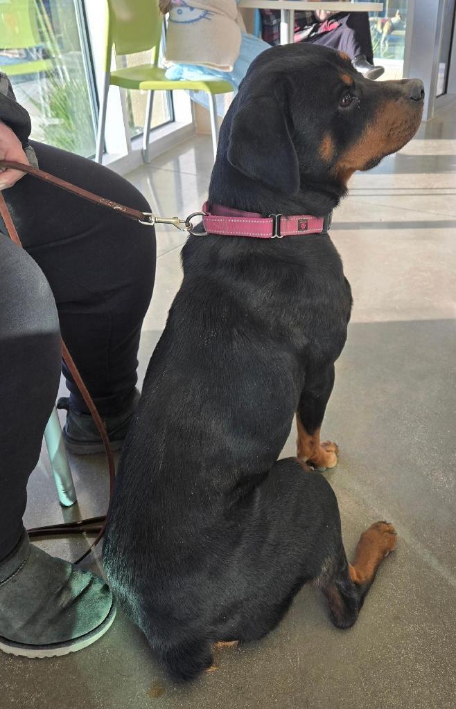 Enlarge Penny, a Adoptable Rottweiler in San Antonio, TX image 3/3