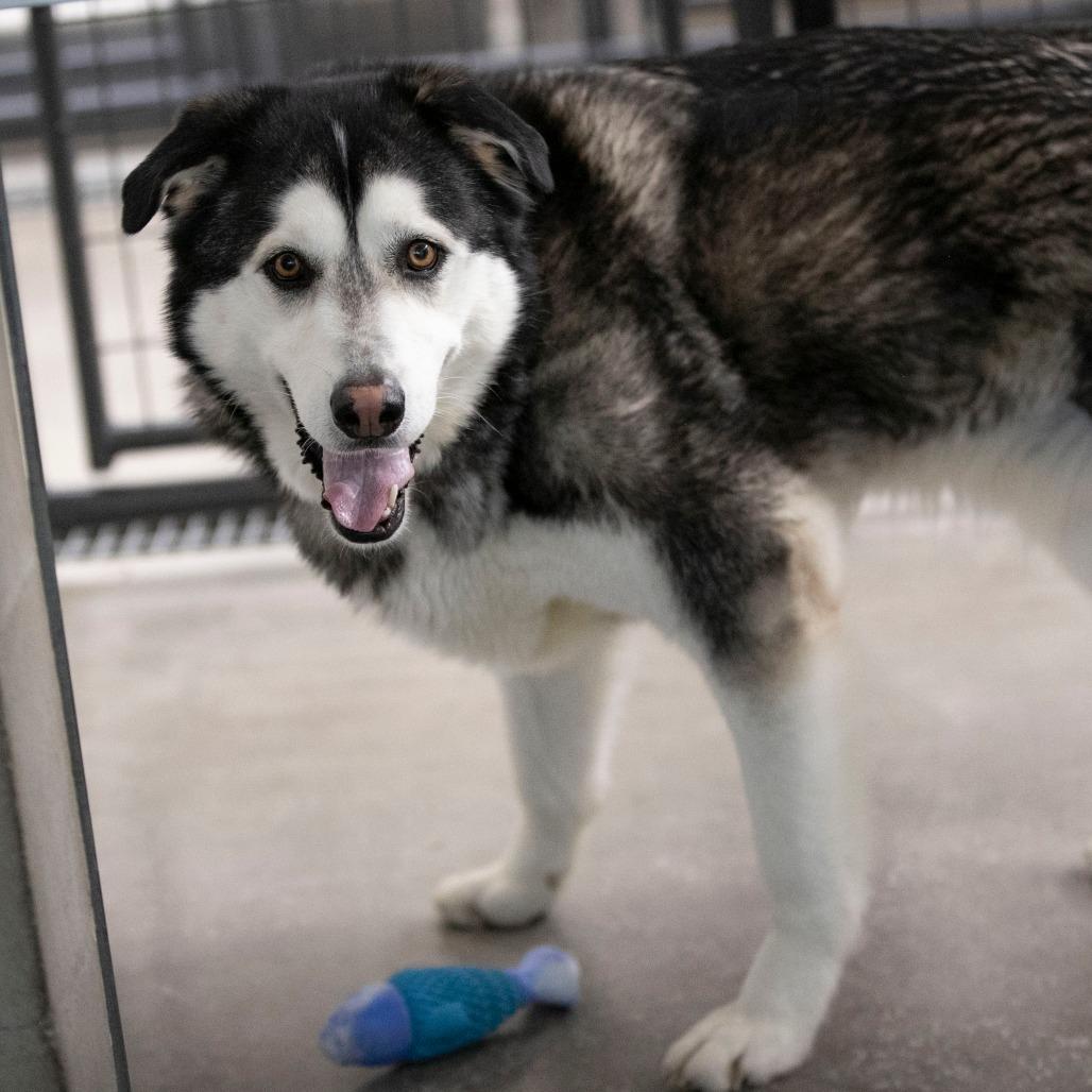 Enlarge Shaggy (MR26-108), a Adoptable Alaskan Malamute in Peyton, CO image 1/6