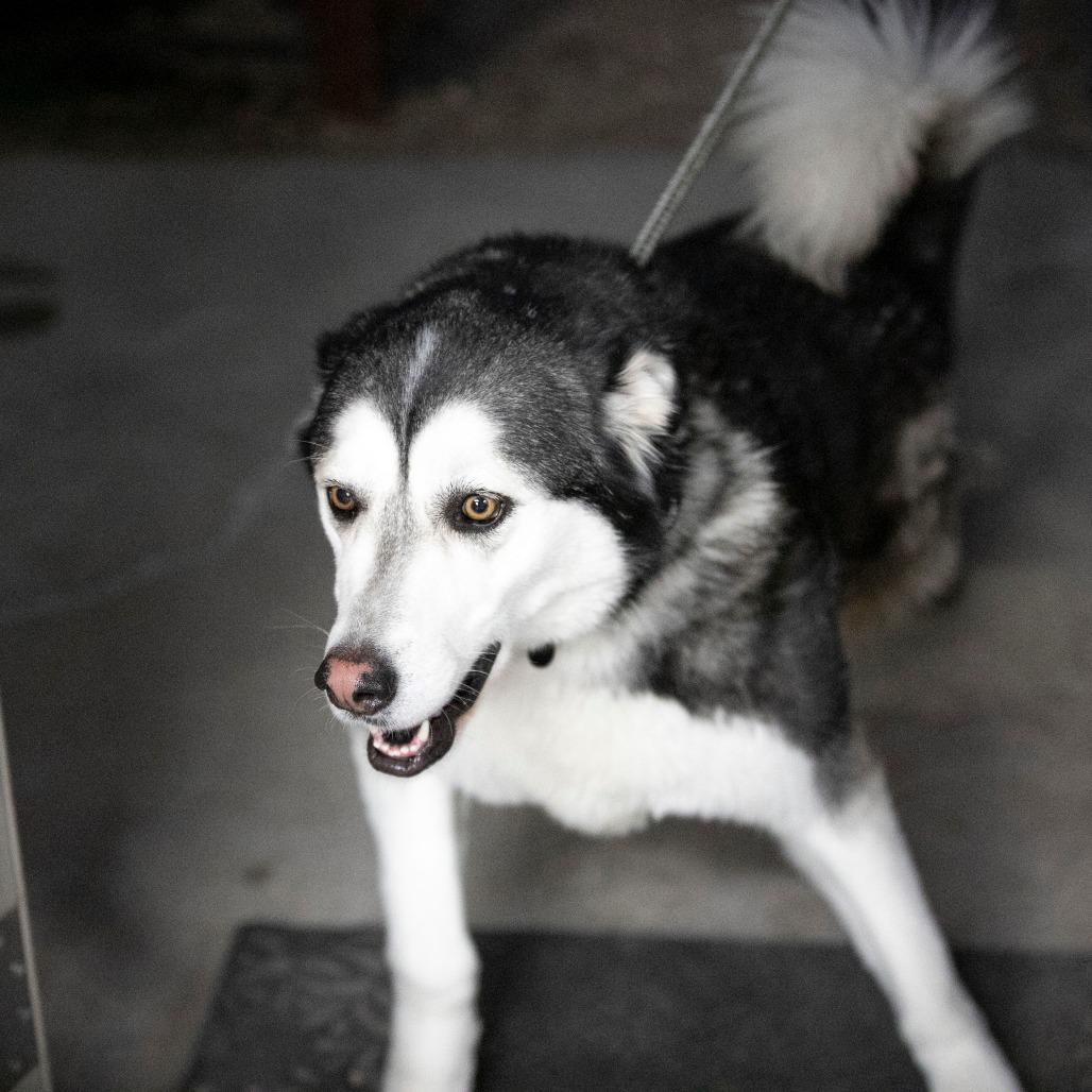 Enlarge Shaggy (MR26-108), a Adoptable Alaskan Malamute in Peyton, CO image 2/6