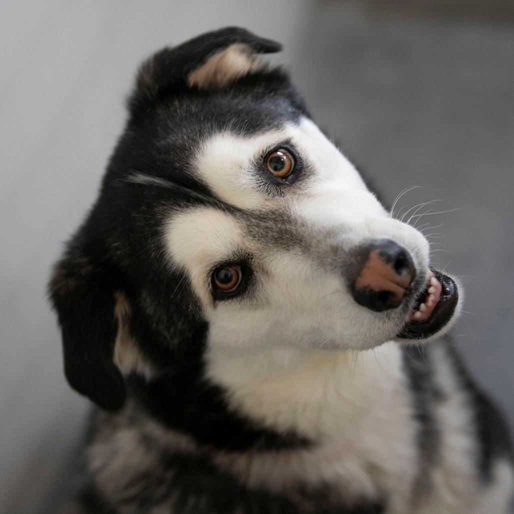 Enlarge Shaggy (MR26-108), a Adoptable Alaskan Malamute in Peyton, CO image 3/6